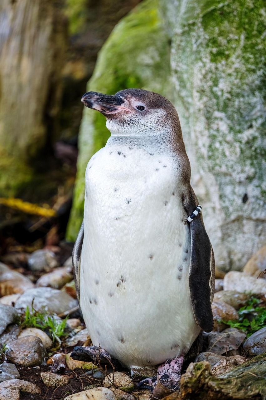 Pudgy Penguins PENGU token – infographic explaining Pudgy Penguins PENGU token